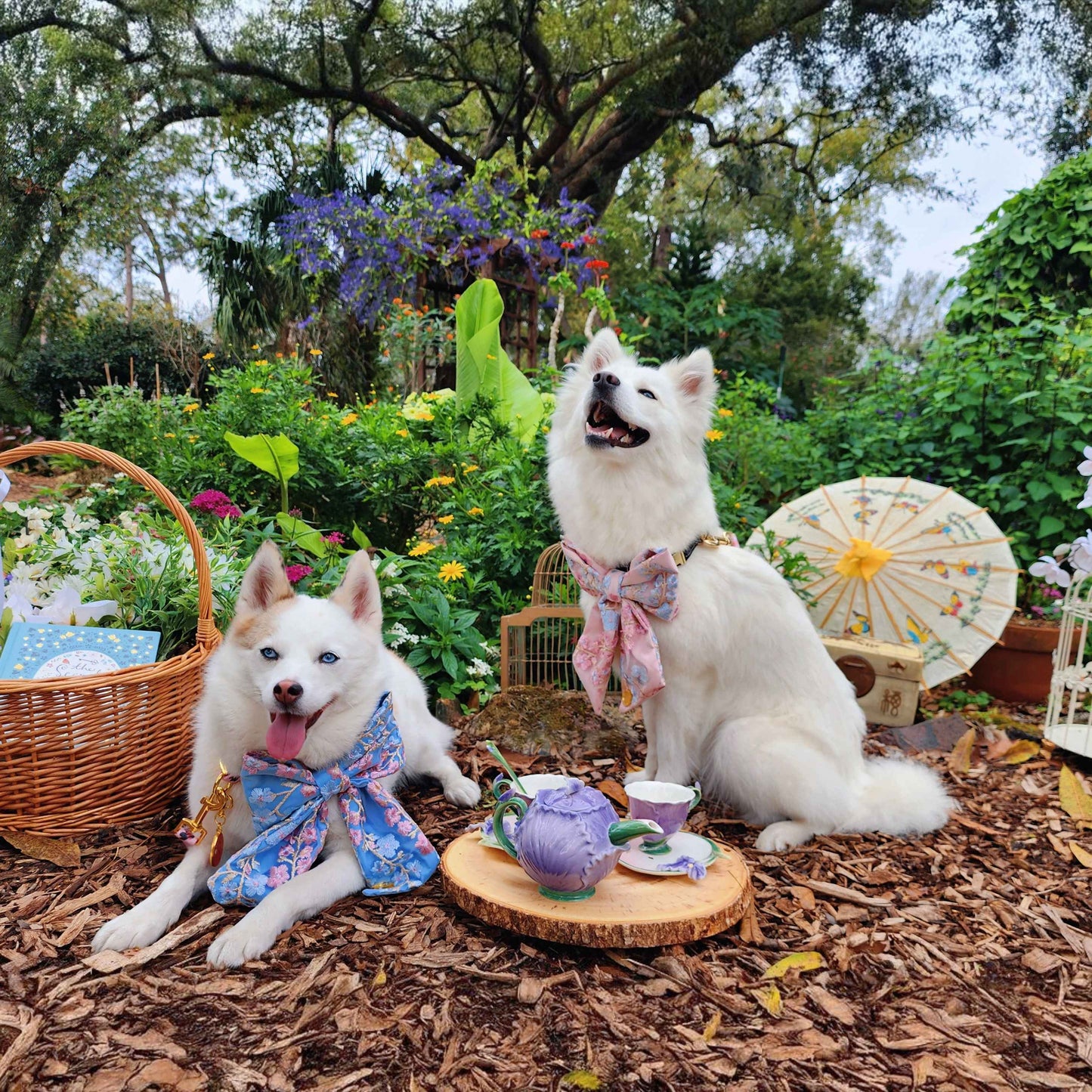 Briar & Primrose ๐ฆ๐ธ