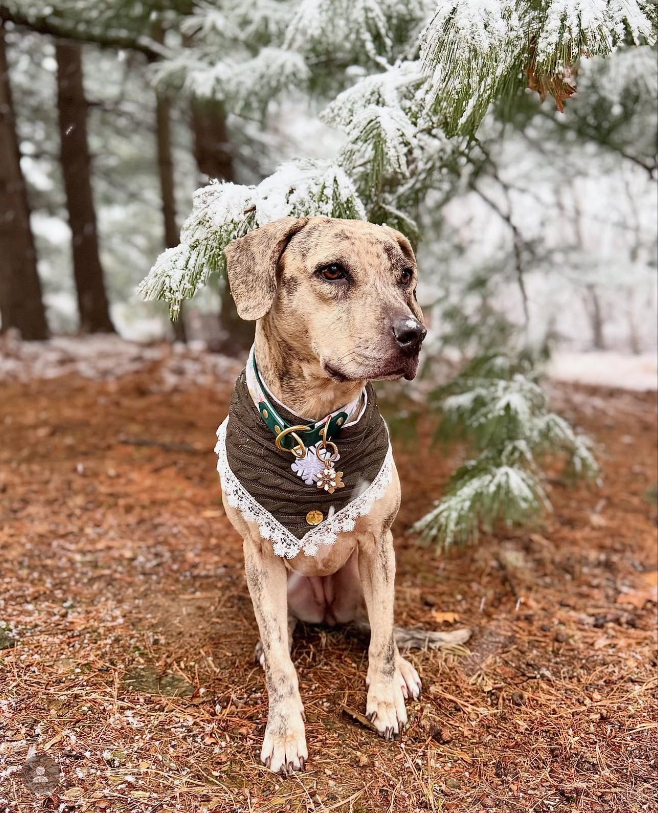 Let it Snow