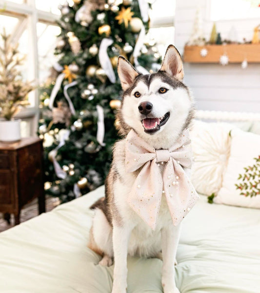 The Auld Lang Syne Bow