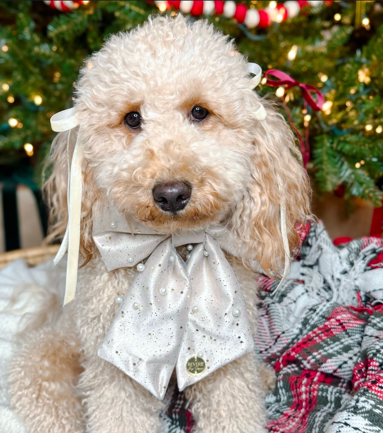 The Auld Lang Syne Bow